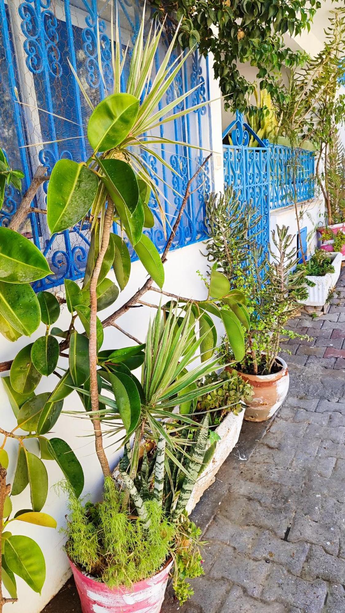 Cosy Appartement In "Sidi Bou Said" ภายนอก รูปภาพ